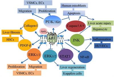 The Role of the Apelin/APJ System in the Regulation of Liver Disease